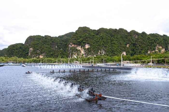 Ensuring the water quality for the sustainable growth and development of shrimp.